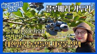 블루베리 가두리 만드는 방법 대 공개,재배 장점 및 단점,대한민국 블루베리 농부들의 새로운 선택,블루베리학교,blueberryschool