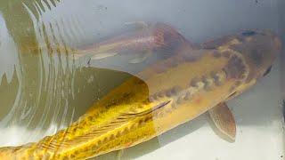 Netting smaller koi to grow larger in a BIGGER pond!