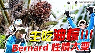 Bernard生吃油棕 砍下4000公斤 !!!