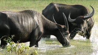 two Team Leader eating Close together Buffalo bill .