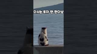 투자 실패..다시 시작할 거다 #고양이