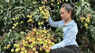 Harvest lychees and bring them to the market to sell