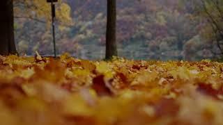 THE AUTUMN FOR MVP73
