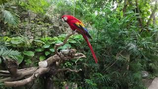 Cozumel Cruise: Xcaret Park Aviary - A Bird Lover's Paradise