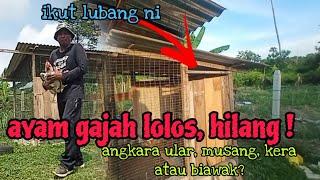 [Episod1144] ayam gajah hilang. menatang apa pulak yang mai ambek nii...