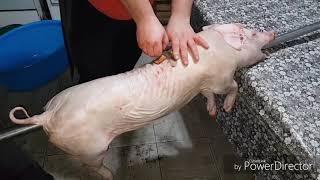 Kako spremiti peceno prase/How to make roasted pig-Spremljeno po zelji- vise usoljeno i res peceno