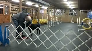 Big trouble with the weave poles, oh my! 2 3 2025