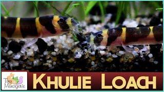 All About Khulie Loaches (Coolie Loach): Adorable Little Bottom Dweller