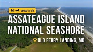 Assateague Island National Seashore is More Than Just Wild Horses | Get Out of Town