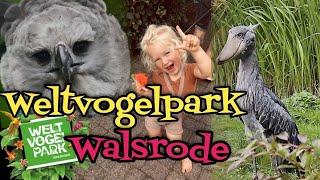 Größter Vogelpark der Welt Walsrode | Biggest Bird Park Worldwide | Zoo | Wildlife | Germany