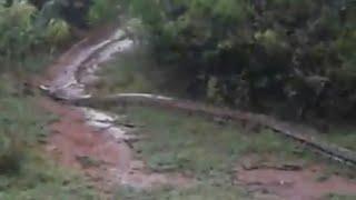 Giant Anaconda Snake in Tamil Nadu / Tirunelveli Kadayanallur Forest | Village Planet - HD