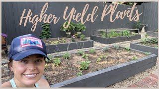 Higher Yield Plants & The Support They Need!  // Bagging Tomatoes? 