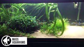 Why It's Important to Thin Out Your Planted Aquarium