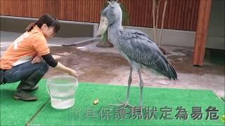 世界最大的鳥：鯨頭鸛