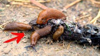 How to Get Rid of Slugs and Snails Forever, 100% Effective!