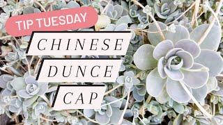 Tip Tuesday: Chinese Dunce Cap (Orostachys iwarenge var. boehmeri) 