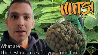 NUTS! My recommended nut trees for a cold hardy permaculture food forest