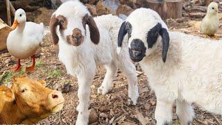 Pets , Lamb drinking milk , cute dog , Cow , Sound of Sheep , Duck , Goat , Chicken