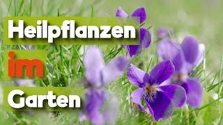 6 heilende Pflanzen aus dem Garten