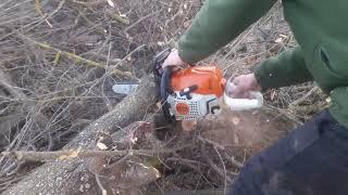 Stihl ms 231 taie prunul bătrîn.