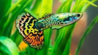 Livebearer Fish: Most Interesting Aquarium Fish?