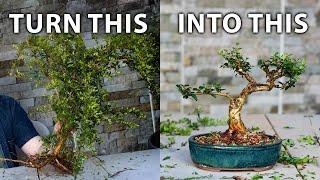 How To Make Bonsai from Collected Material