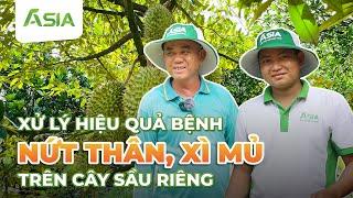 Xử Lý HIỆU QUẢ bệnh NỨT THÂN, XÌ MỦ ở Sầu Riêng| Sinh Học Châu Á