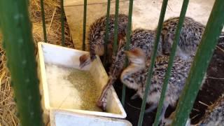 Baby ostrich eat feed.