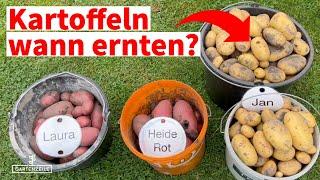 Wann sollte man Kartoffeln ernten? Warum der richtige Zeitpunkt so wichtig ist!