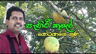 Jambola / ජම්බෝල - Thunkal U Tv