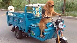 golden retriever funny videos