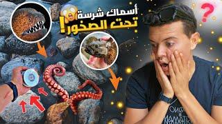 Wild fish under the rock | I came across the most dangerous fish!