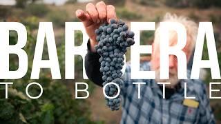 2 Acre Estate Vineyard Growing & Harvesting Wine Grapes | PARAGRAPHIC