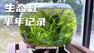 一个生态缸半年变化，无过滤器，生态缸不换水的秘密