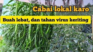 Cabai lokal tanah Karo Simalem, Sumatra Utara