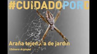 #CuidadoPorDondePisas: Género Argiope (Araña tejedora de jardín)