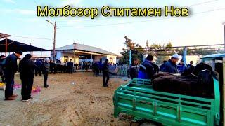 Молбозор Спитамен Нов. 11.02.2024.