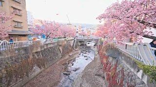 Early Sakura Bloom in Atami, Shizuoka - A Walk Through a Seaside City • 4K