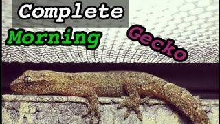 Complete morning gecko care guide