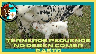 TERNEROS PEQUEÑOS NO NECESITAN COMER PASTO...