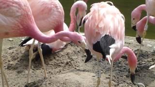 Andean flamingo nest prospecting behaviour