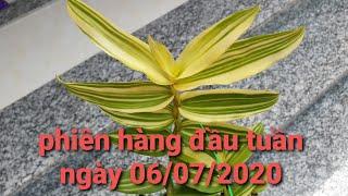 Lan phi điệp xổ số - phi điệp lá kẻ phát tài - 0867487638 - hoa lan đất việt