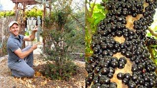 How to Plant & Grow a Jabuticaba Tree (Brazilian Grape)