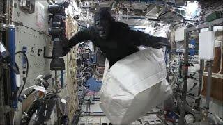 'Gorilla' chases astronaut Tim Peake around International Space Station