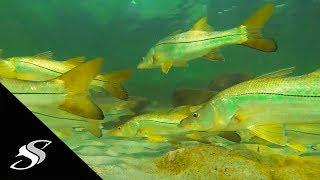 SNOOK Fishing Near Bridge with LIVE SHRIMP