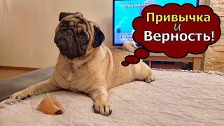 Верность СОБАКИ или вредная привычка!