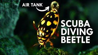 Diving Beetles Are All Natural Scuba Divers
