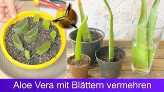 Aloe Vera mit Blättern Stecklingen vermehren?