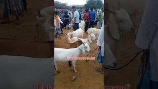 khubsurat Qurbani goat, Faizabad bakra mandi #bakraeid2024 #bakraeidspecial #trending #shorts