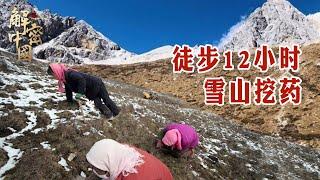 A family goes up the mountain to dig herbs and hike for 12 hours every year!